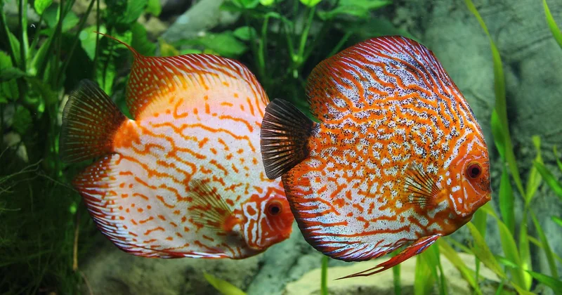 Quels sont les 10 meilleurs spots de plongée pour voir des poissons ?