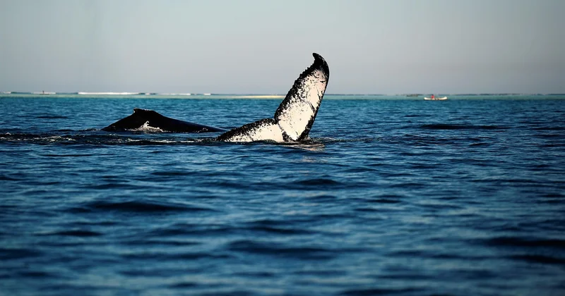 Combien coûte une excursion baleine en Islande ?