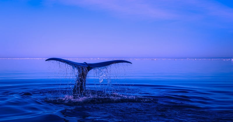 Où observer les baleines en Islande : le guide des meilleurs spots