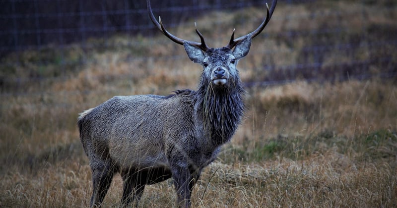Randonnée en Écosse pour observer les cerfs : le guide ultime