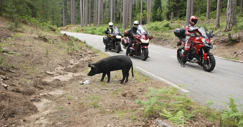 Conduire un van en Corse : les contraintes réelles