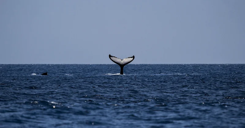 Que mangent les baleines en Islande, et pourquoi ça compte pour vous